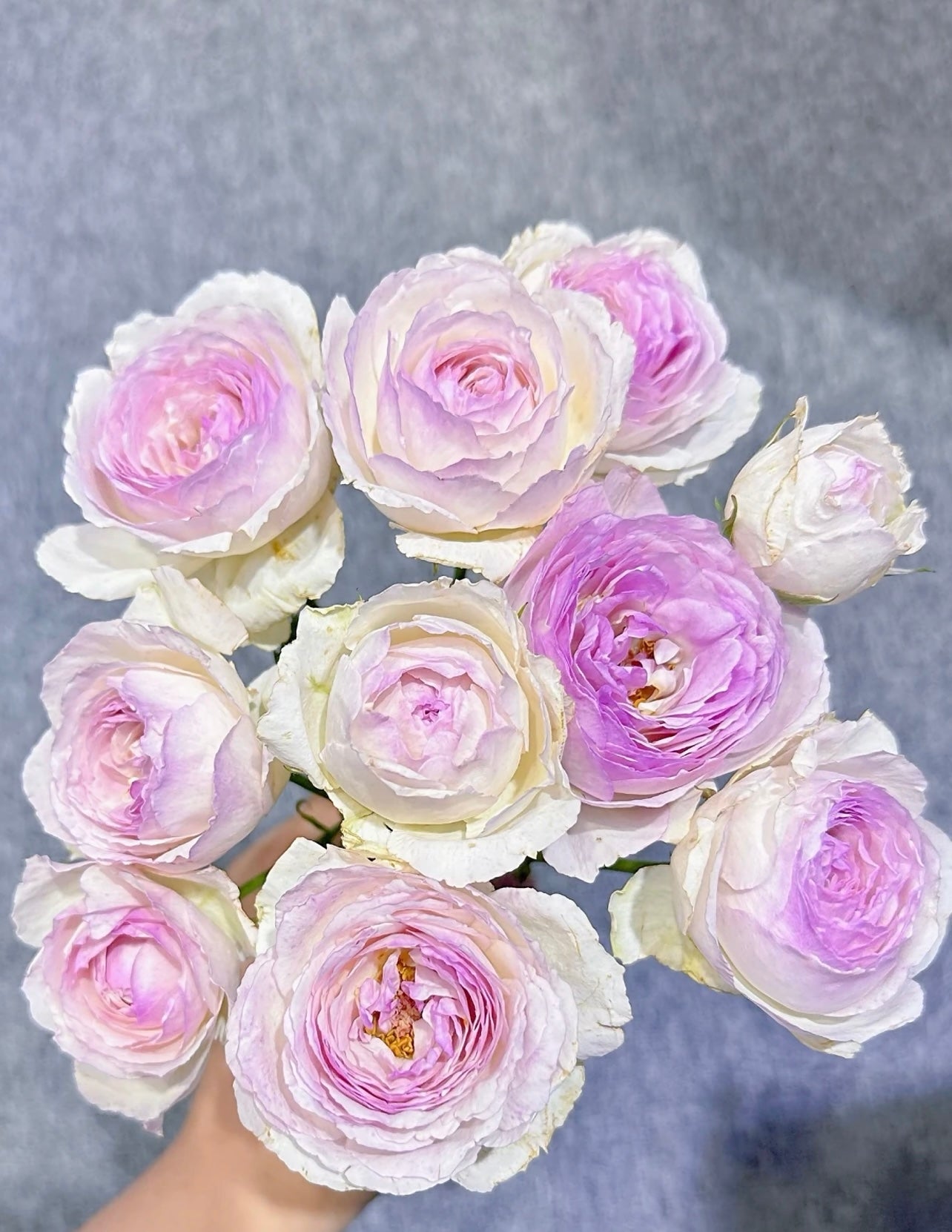Vesalius Rose - Kate Roses