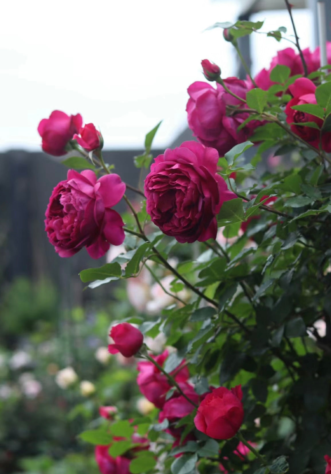 Autumn Rouge Rose - Kate Roses
