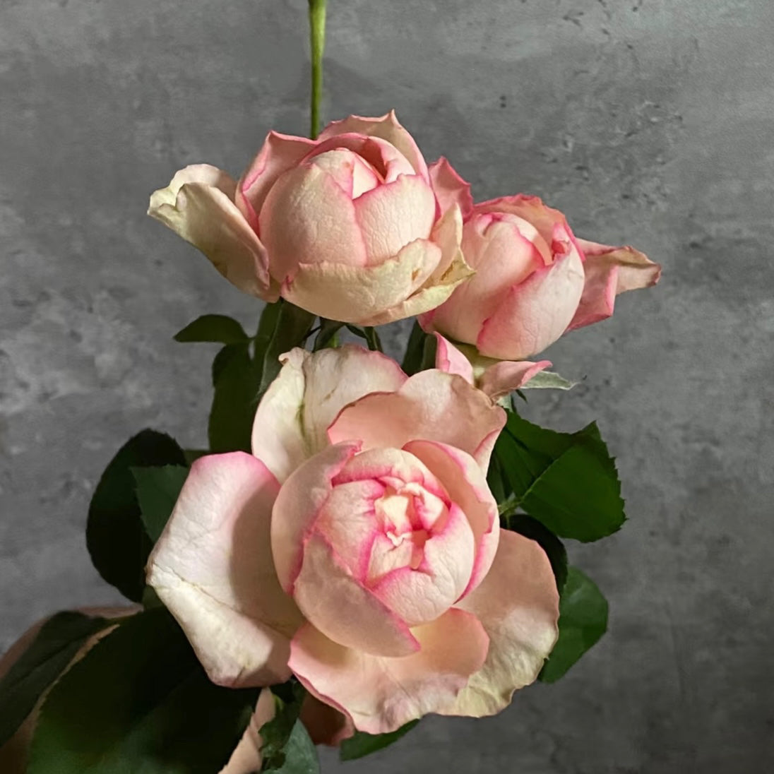 Tier Unique Rose