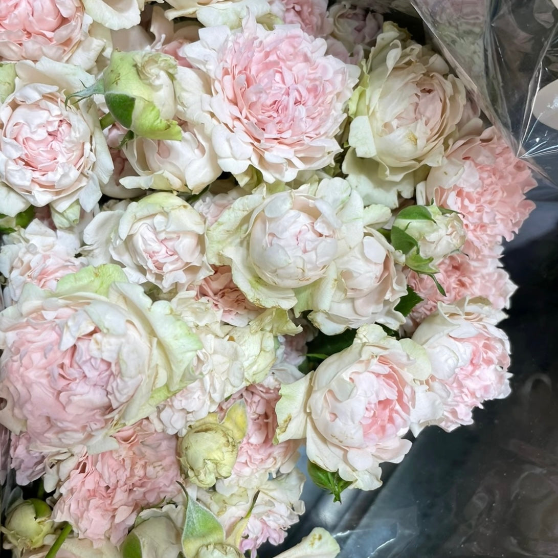 Sofine Rose