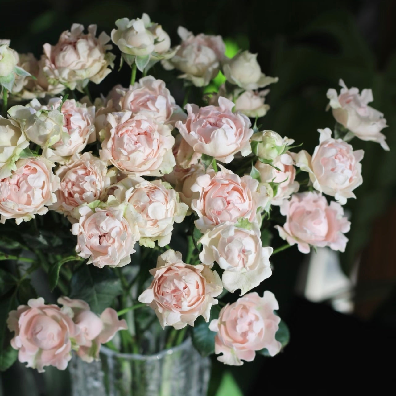Sofine Rose