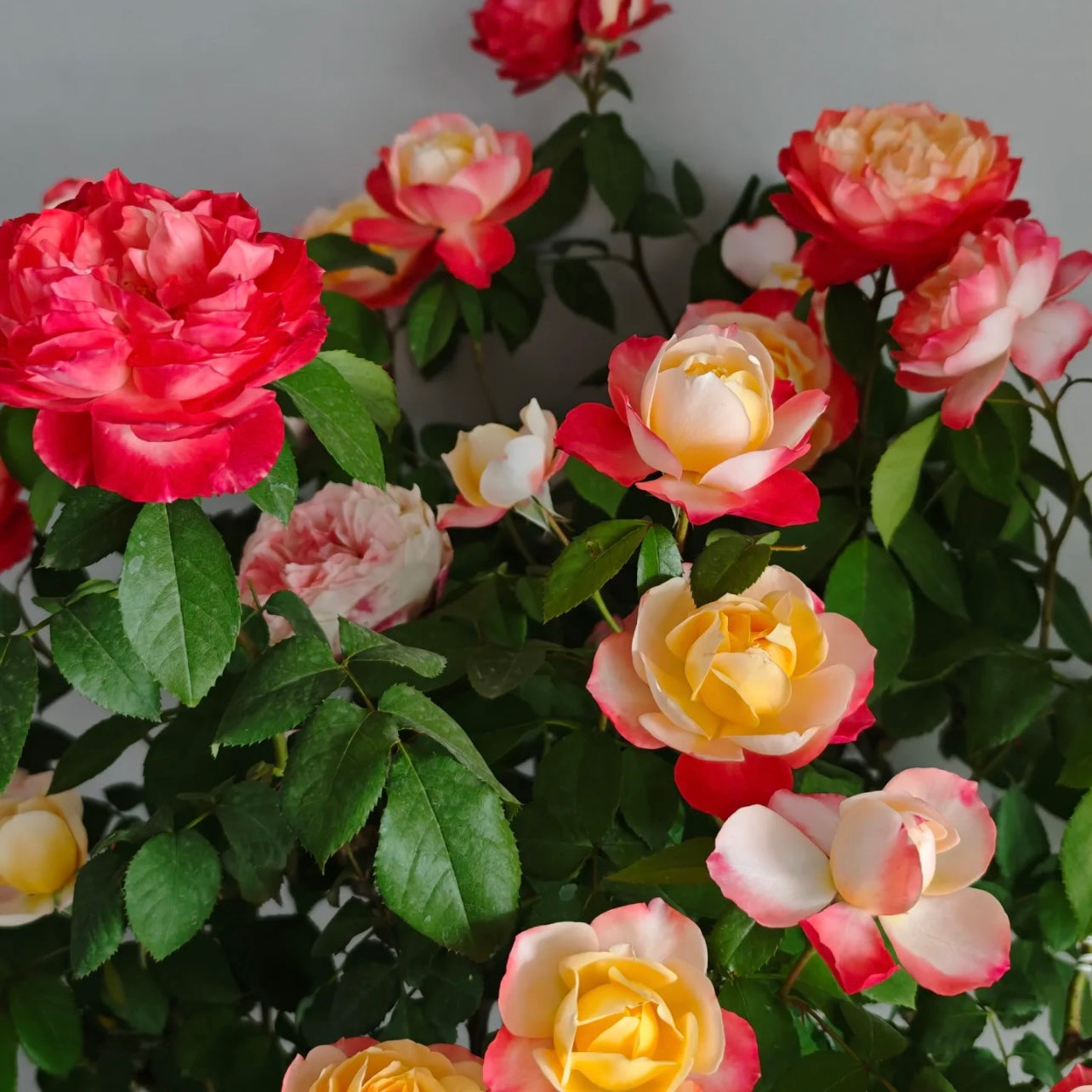 Chance Pom Rose