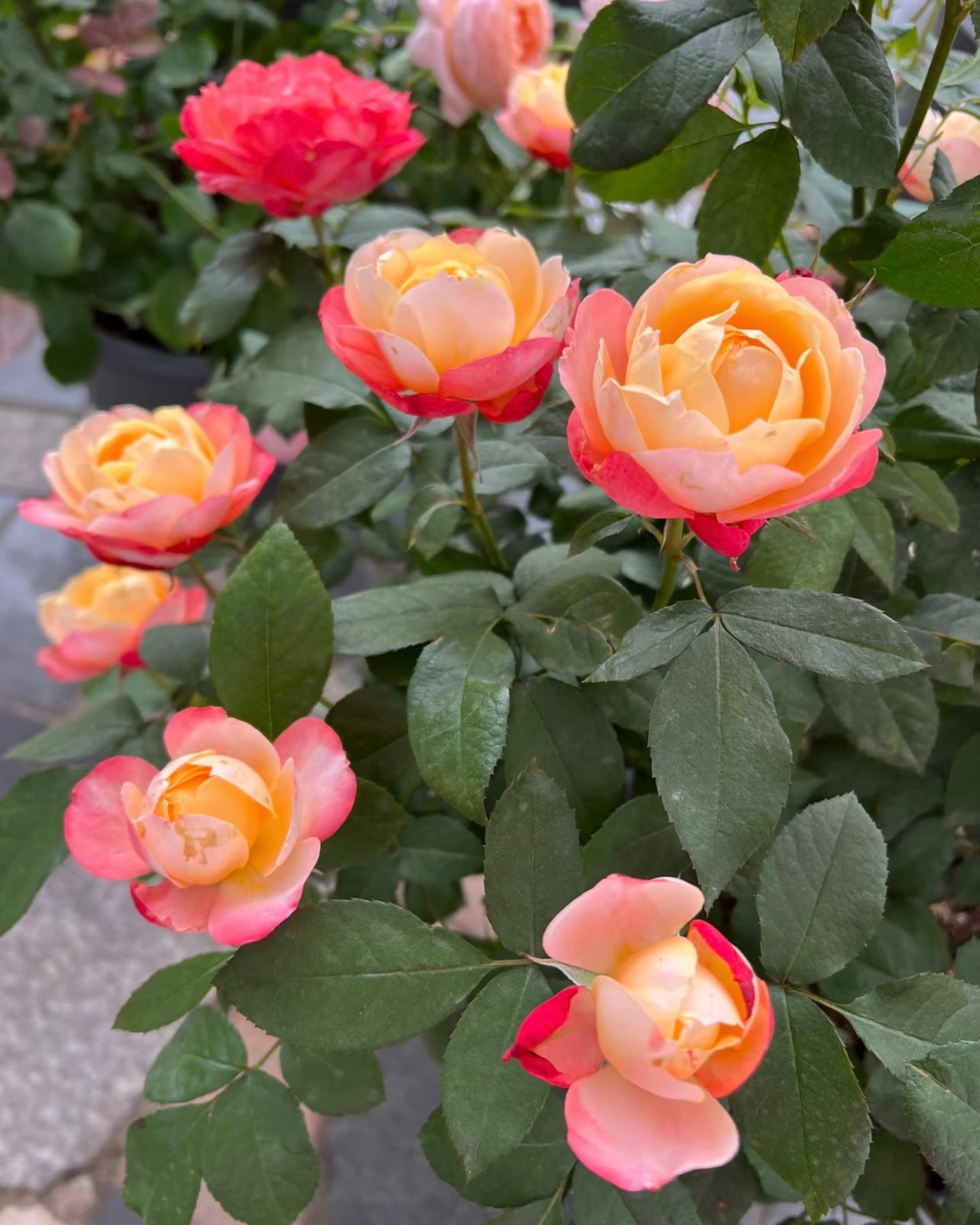 Chance Pom Rose