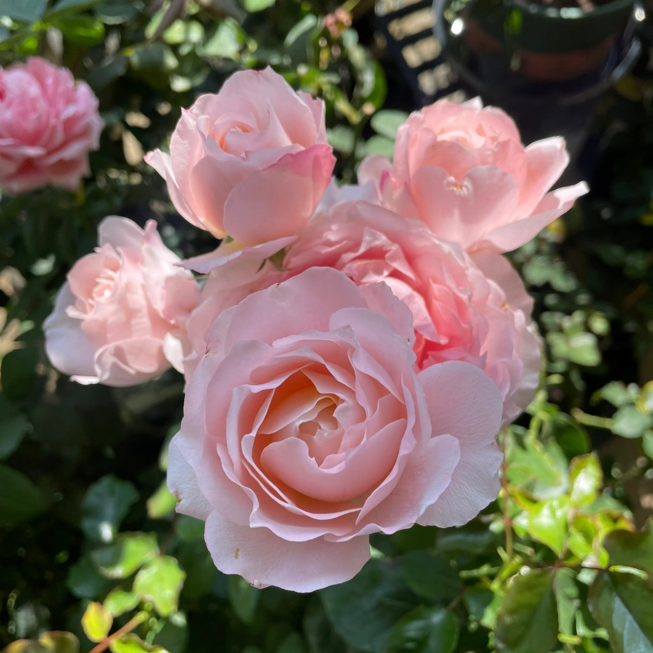 La Chance Rose