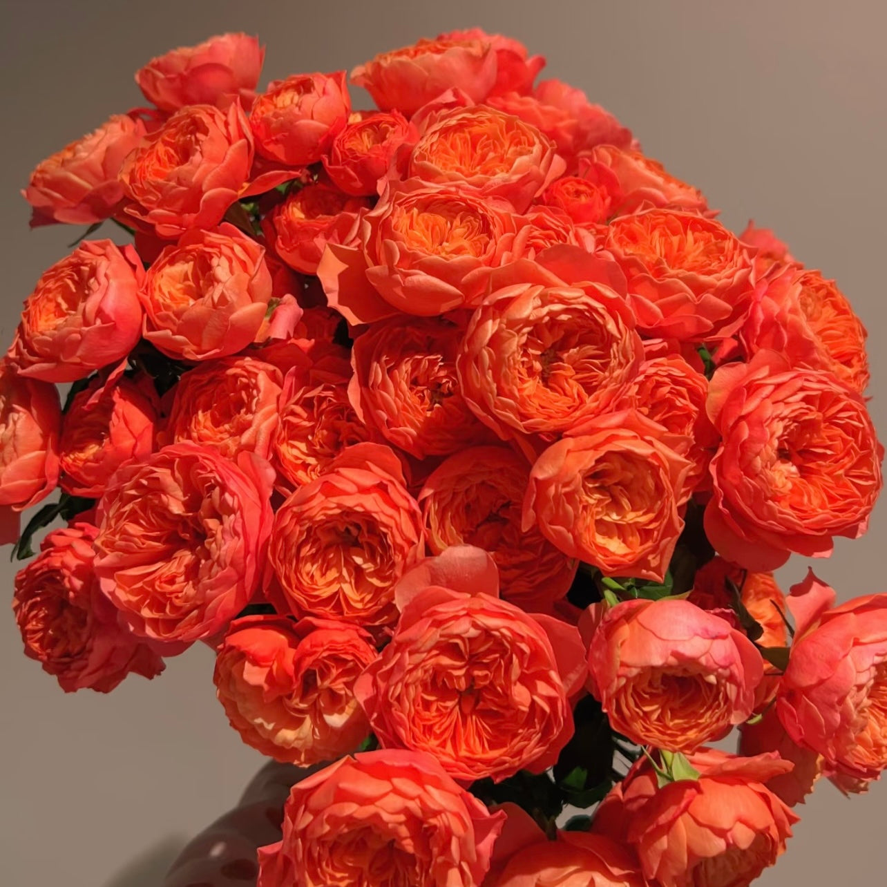 Juicy Red Rose