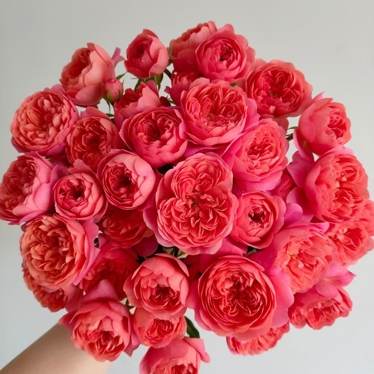 Juicy Red Rose