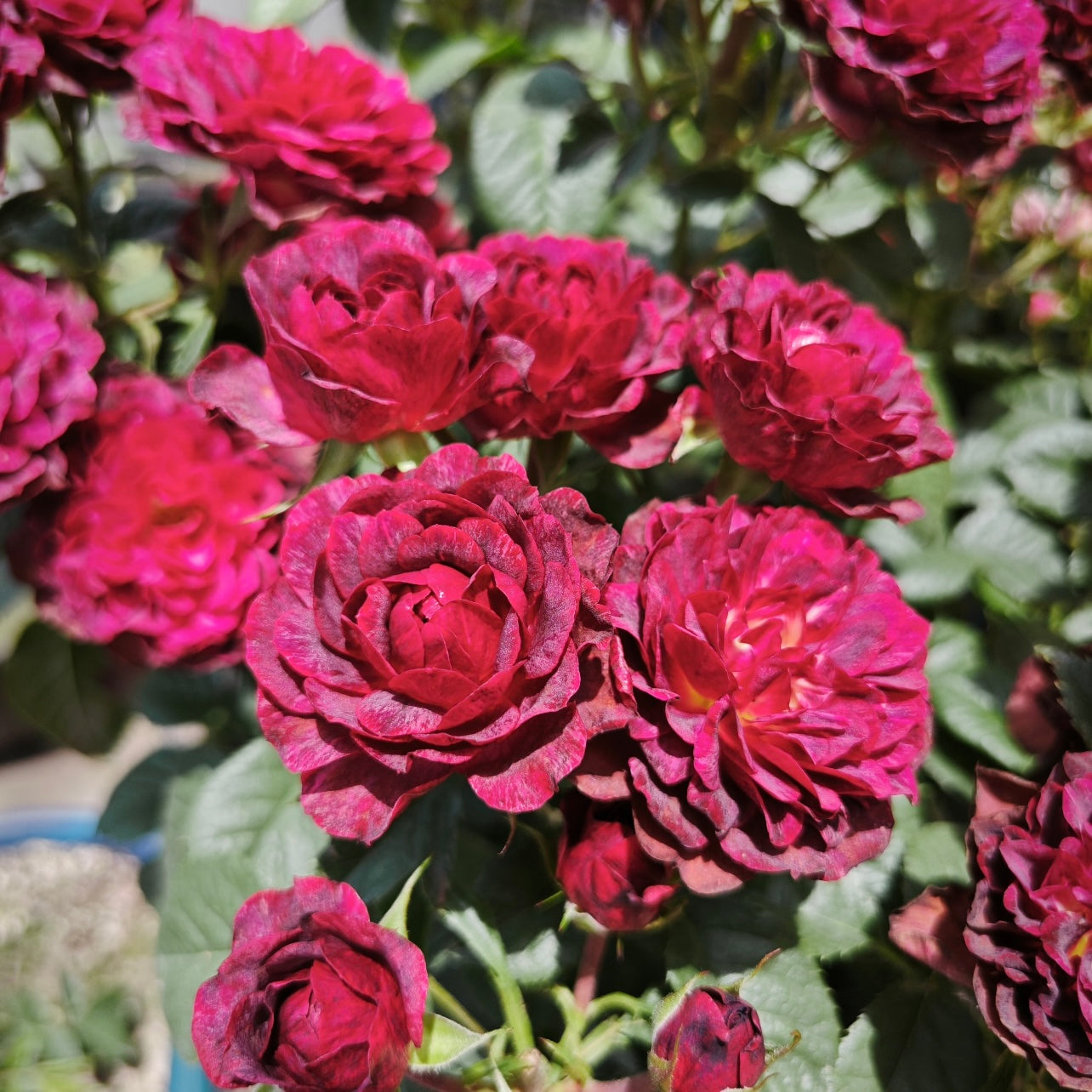 Juicy Black Jade Rose