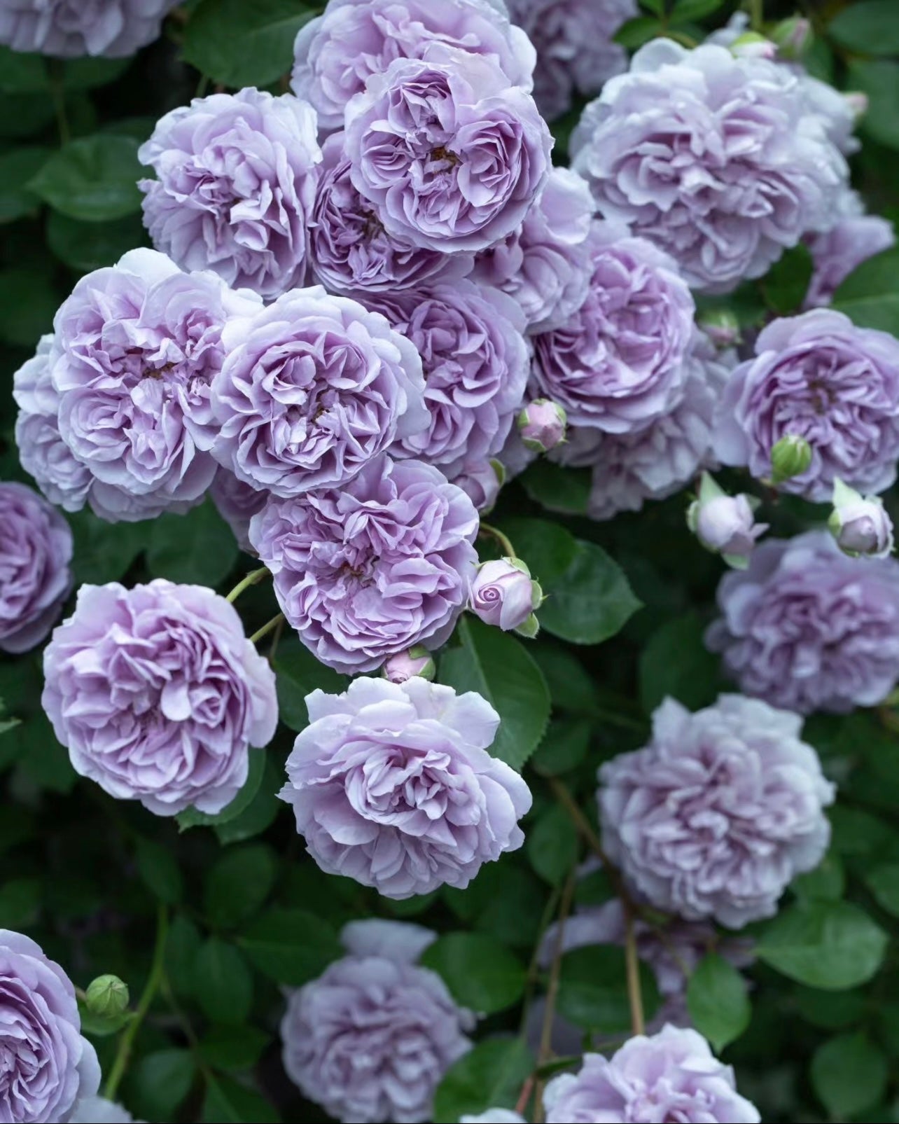 Rainy Blue Tree Rose