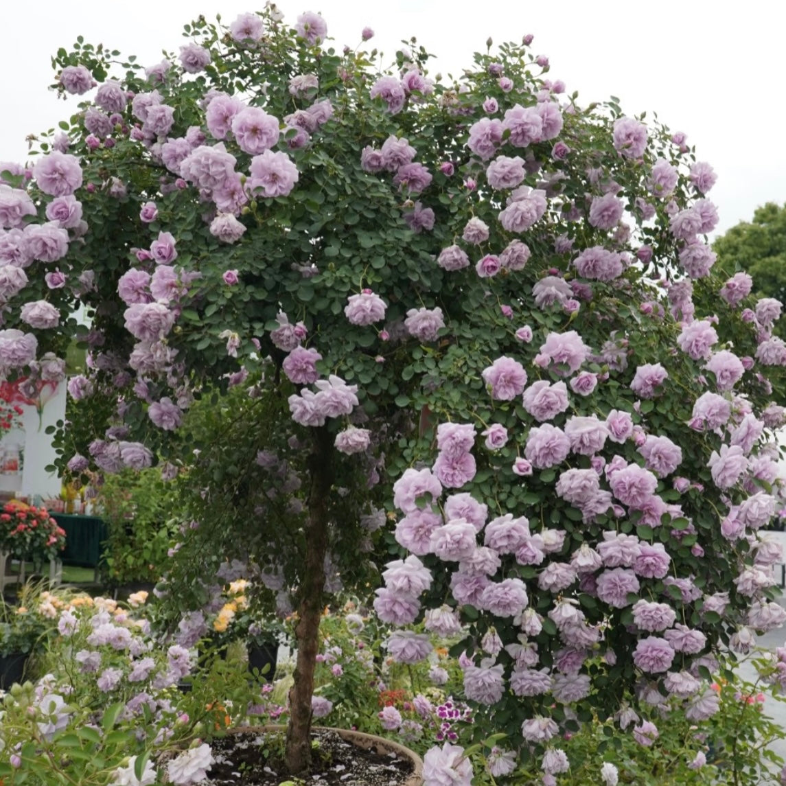 Rainy Blue Tree Rose