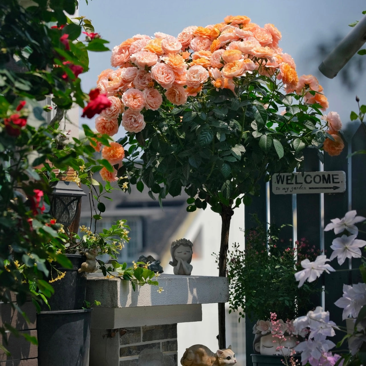 Juicy Terrazza Tree Rose