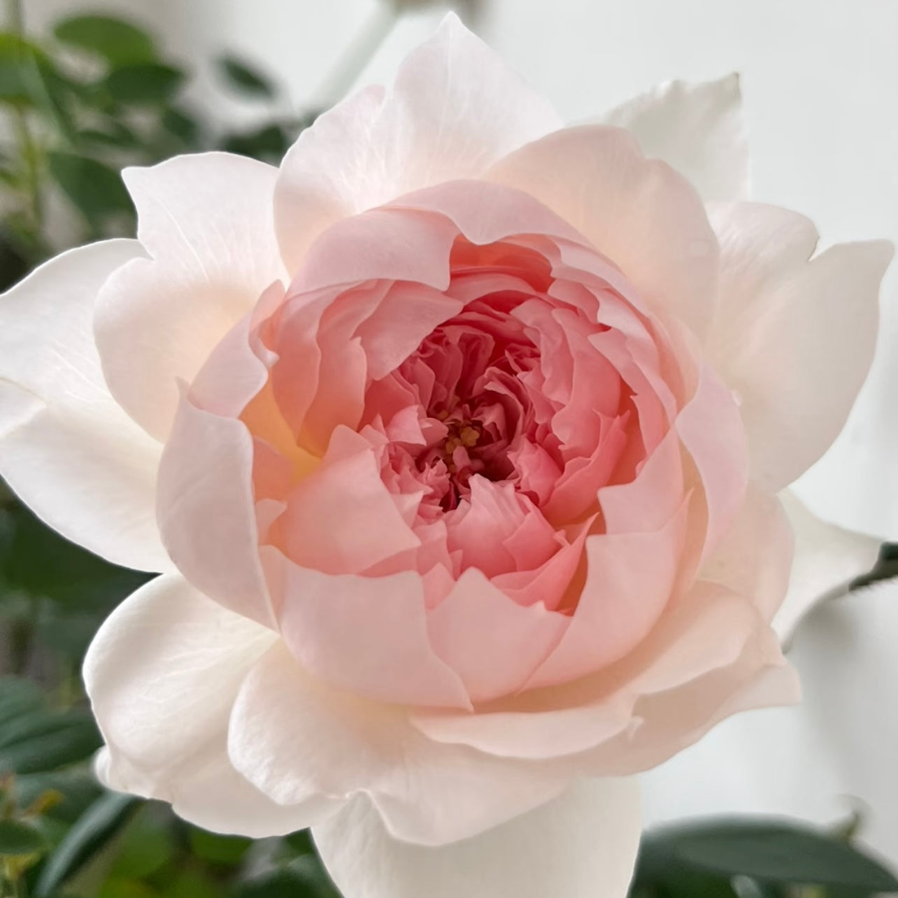 Close-up of Jia Shu rose bloom showing layered petals in pale pink and cream tones with delicate ruffled texture.