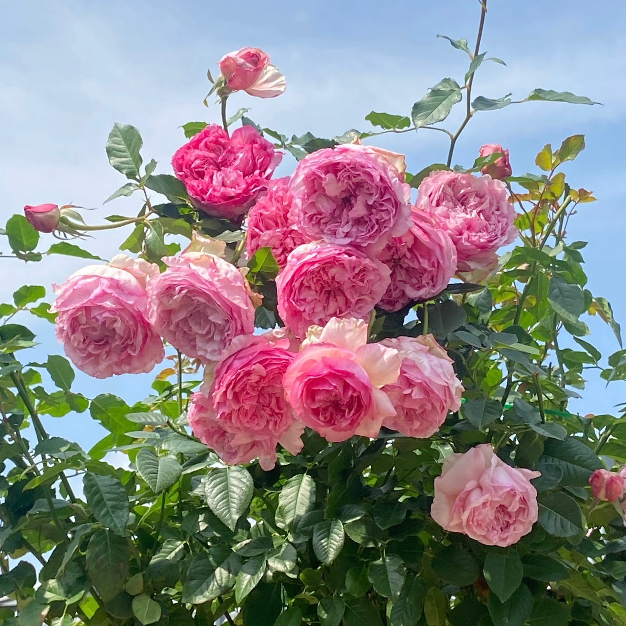 Neo Cherry Shallow Rose plant blooming in garden with layered pink-white flowers, disease-resistant Japanese rose.