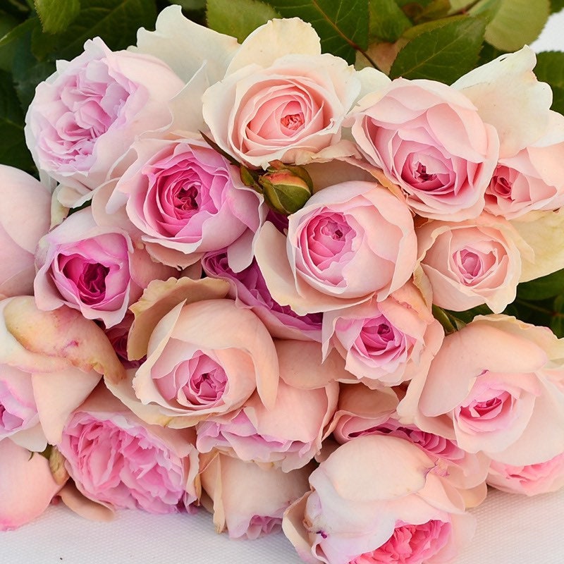 Yves L‘esprit de fille Rose - Kate Roses