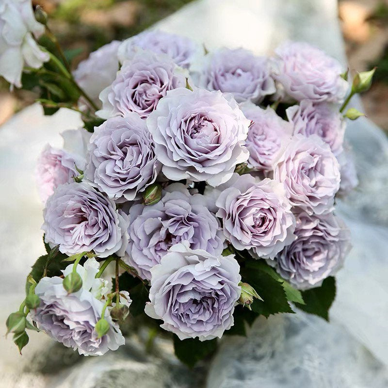 Ji Se Rose - Kate Roses