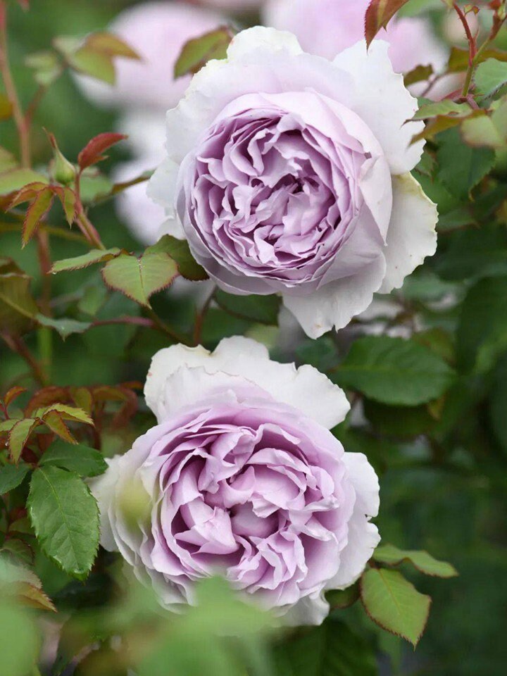 Yin Yin Qing Rose - Kate Roses