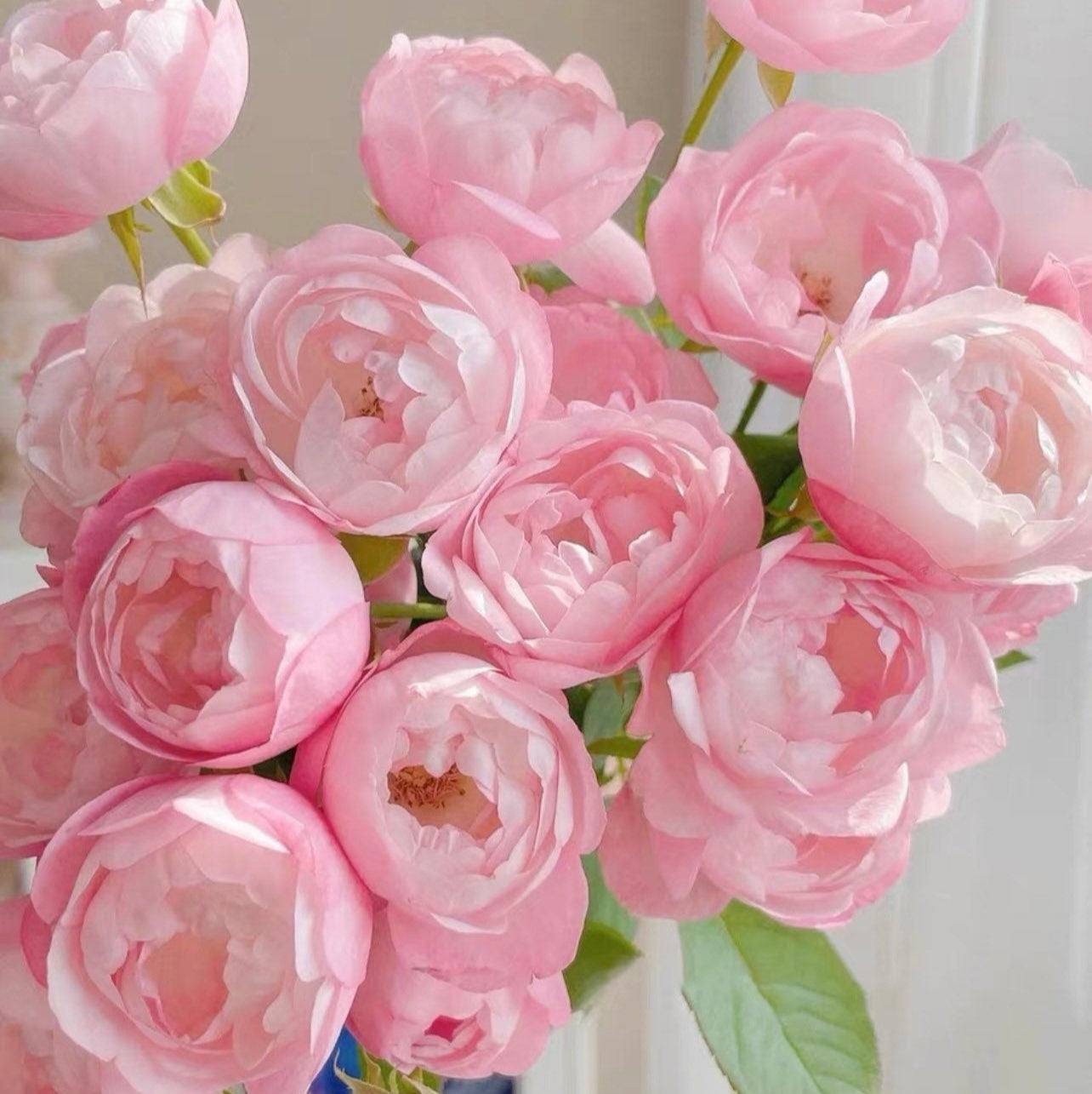 Strawberry Macaron Rose - Kate Roses