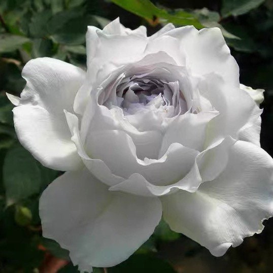 Gabriel Rose - Kate Roses