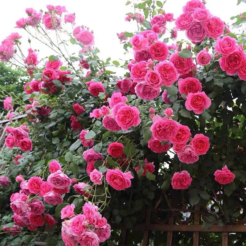 Parade Rose - Kate Roses