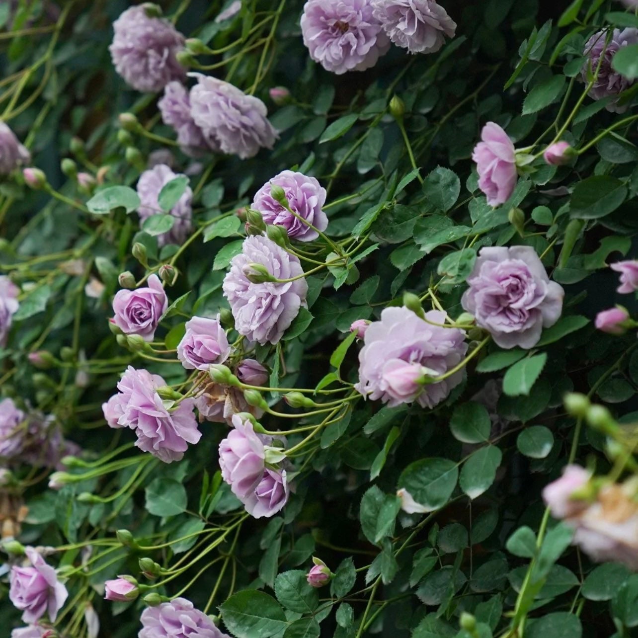 Rainy Blue Rose - Kate Roses