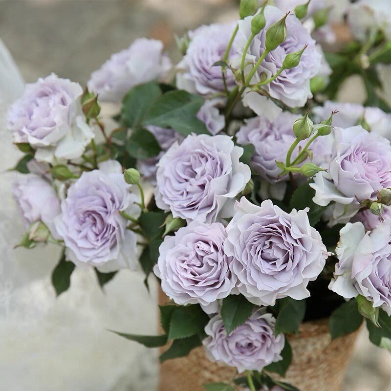 Ji Se Rose - Kate Roses