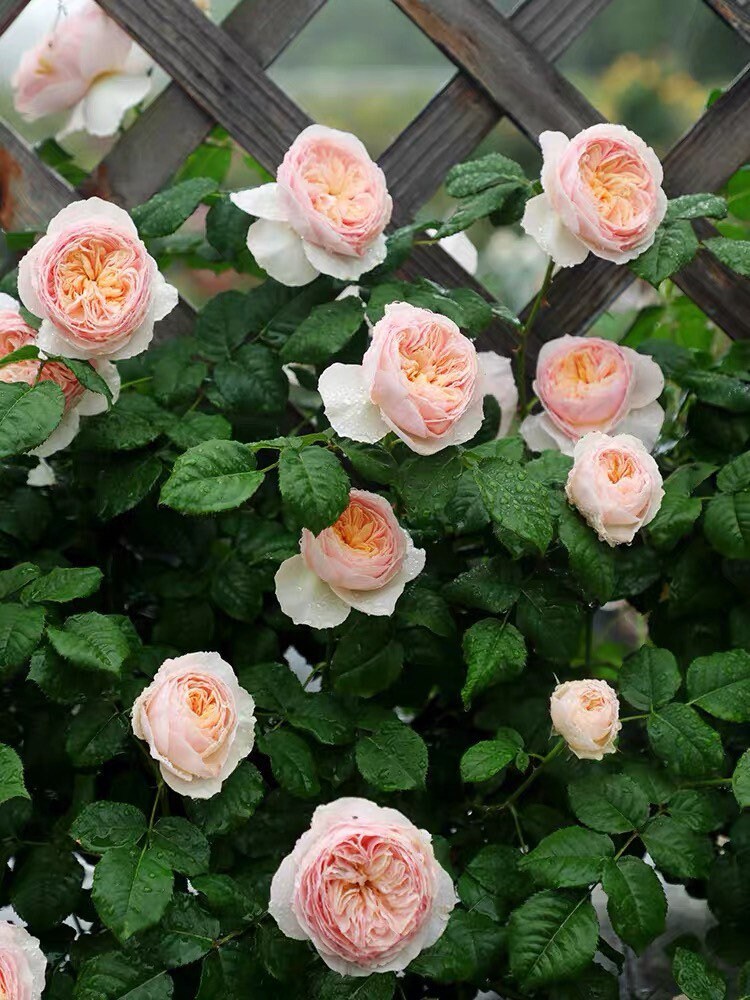 Hanxian Rose - Kate Roses