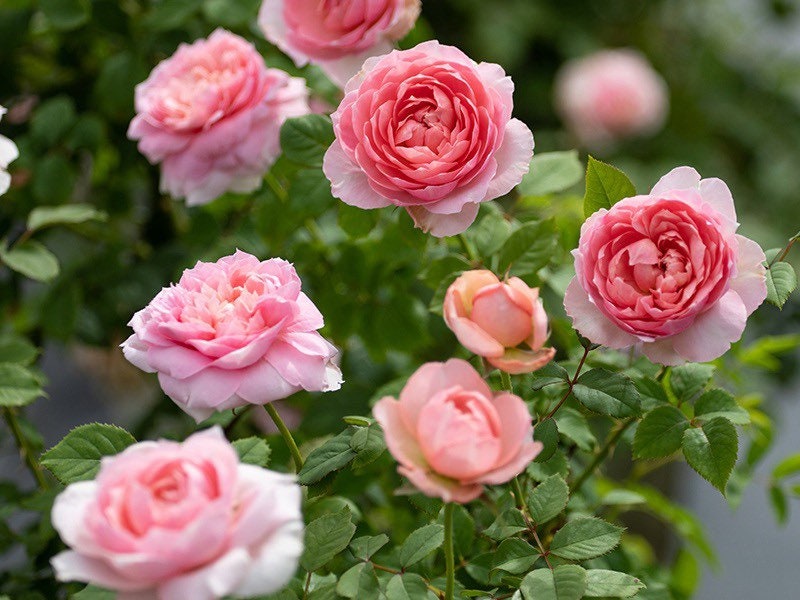 Taoran Rose - Kate Roses