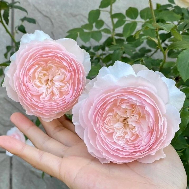 Hiyori Rose - Kate Roses