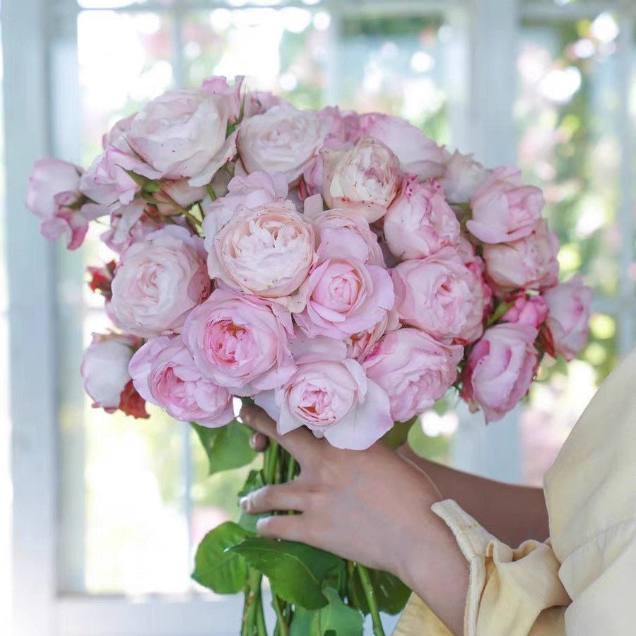 Strawberry Macaron Rose - Kate Roses