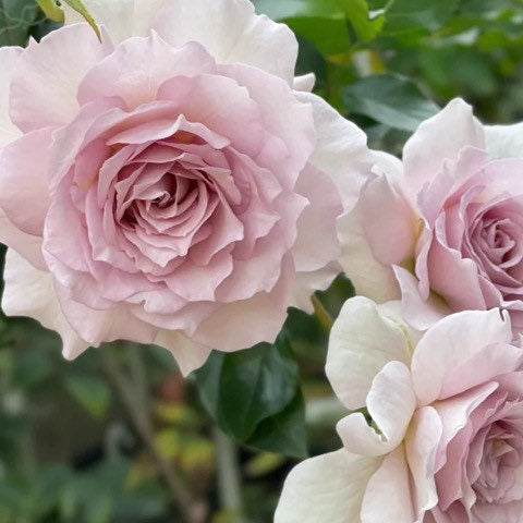 New Wave Rose - Kate Roses