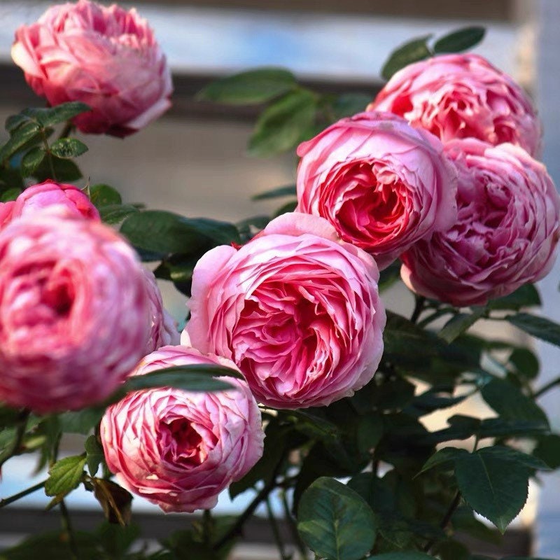 Miyako Rose - Kate Roses