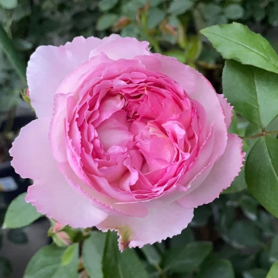 Yves Le Metropole Rose - Kate Roses