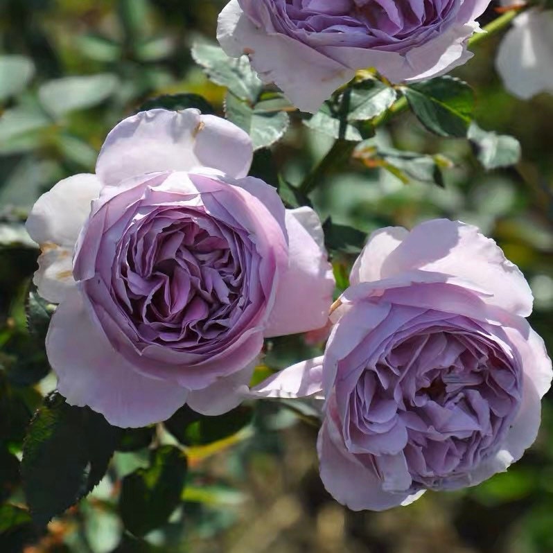 Lilas Rose - Kate Roses