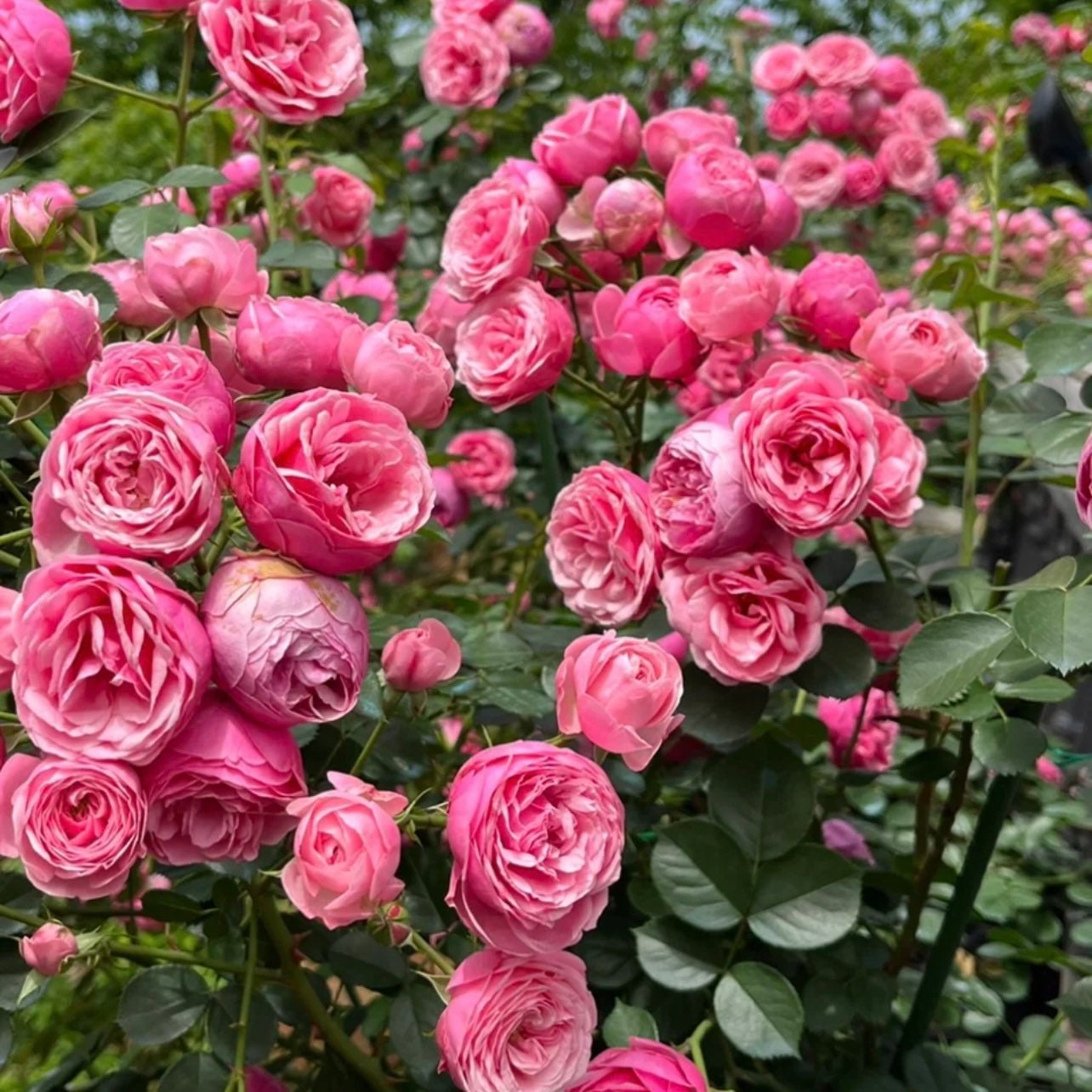 Pomponella Rose - Kate Roses