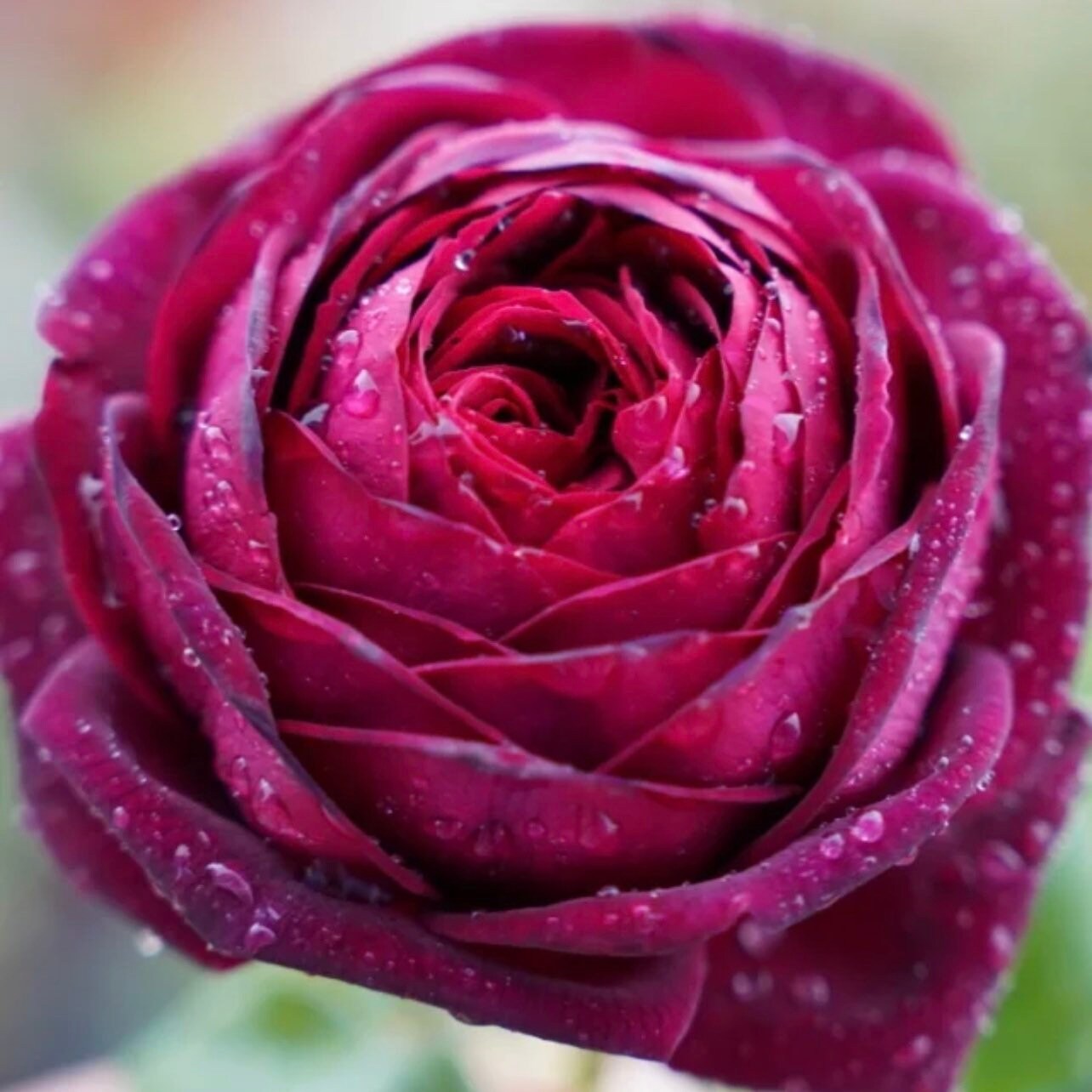 Black Caviar Rose - Kate Roses
