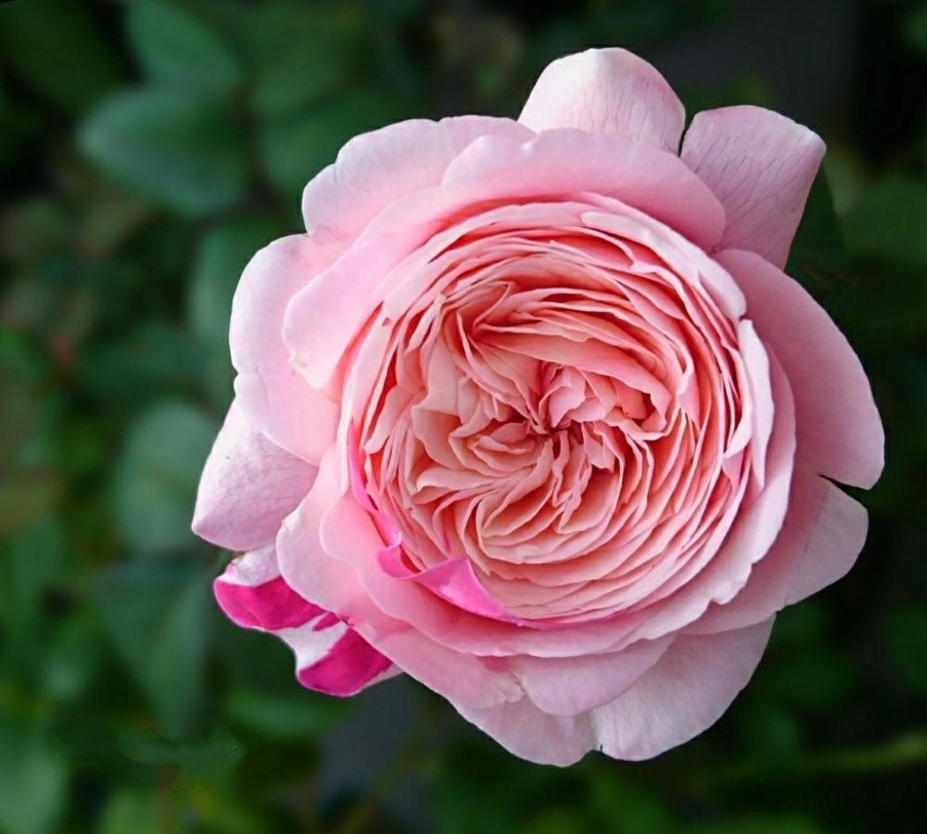 Tamaki Rose - Kate Roses