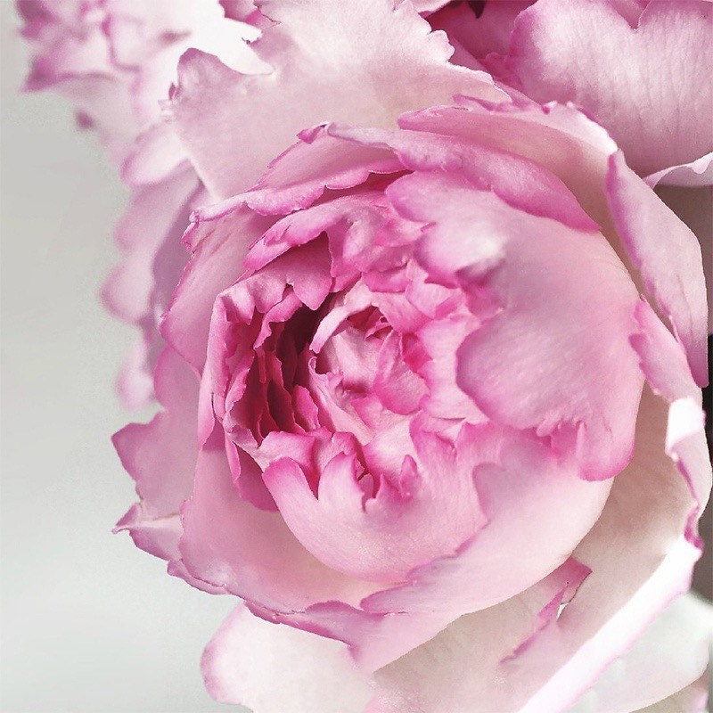 Yves No.1 Rose - Kate Roses