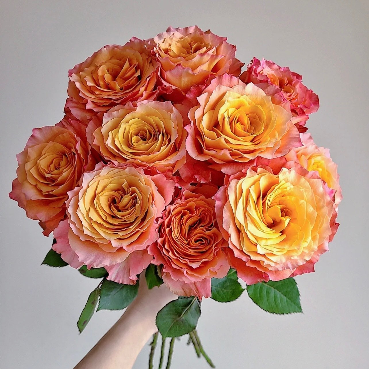 Free Spirit Rose - Kate Roses