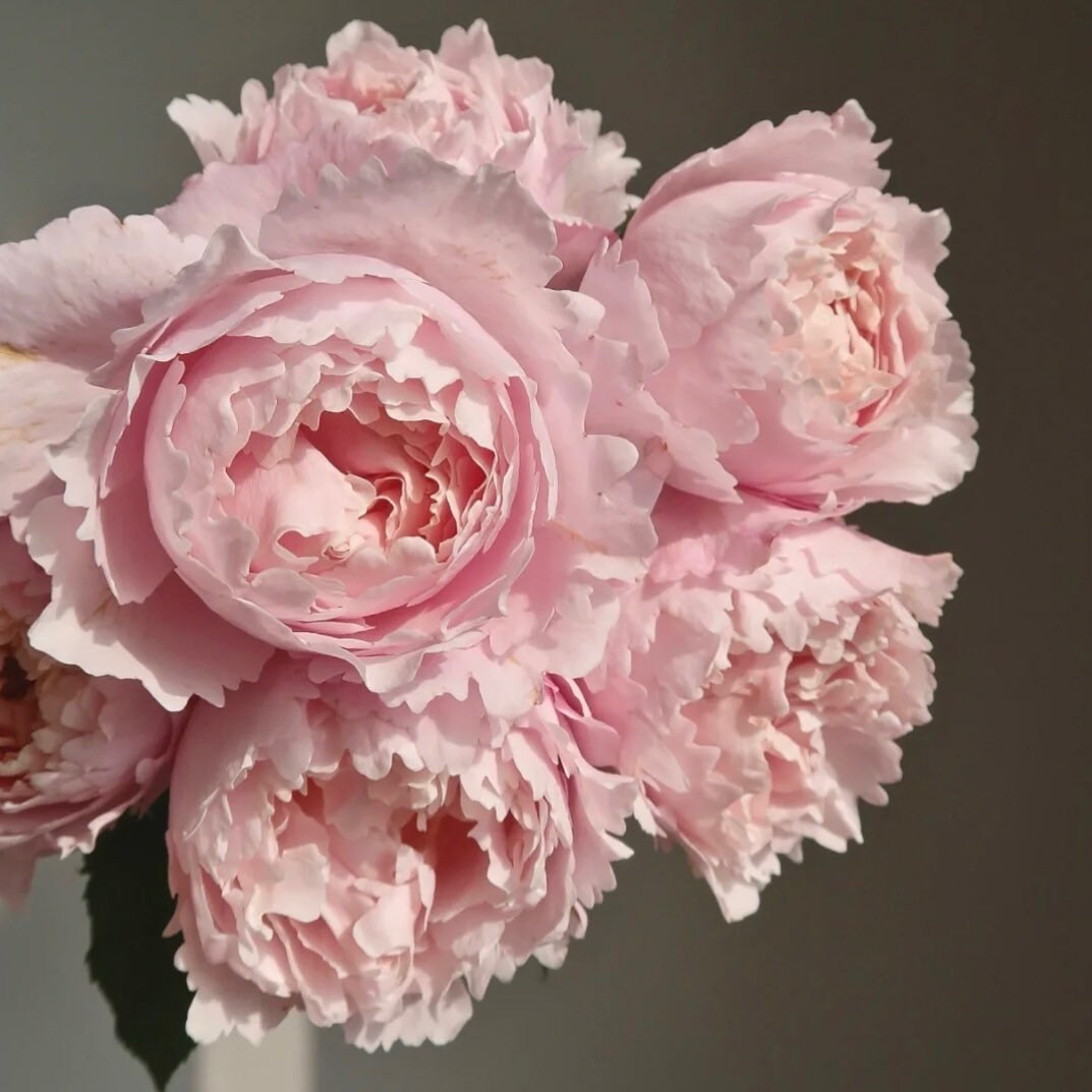 Sophie Rochas Rose - Kate Roses
