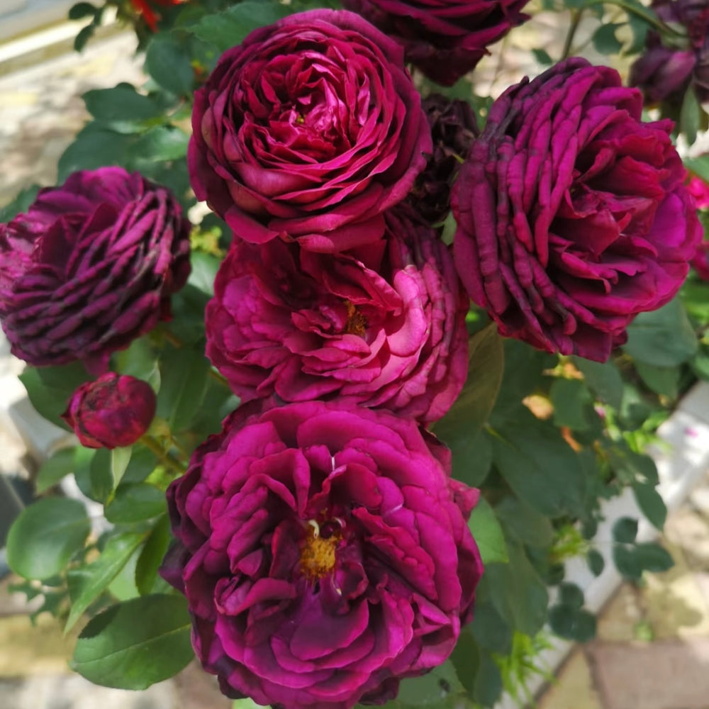 Royal Palace – Dark Red Shrub Rose - Strong Fragrance | Kate Roses