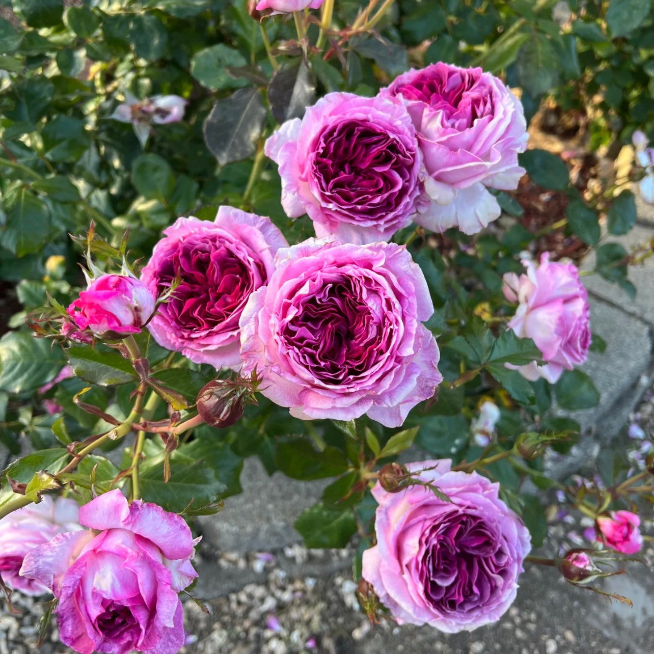 Thierry Marx Rose