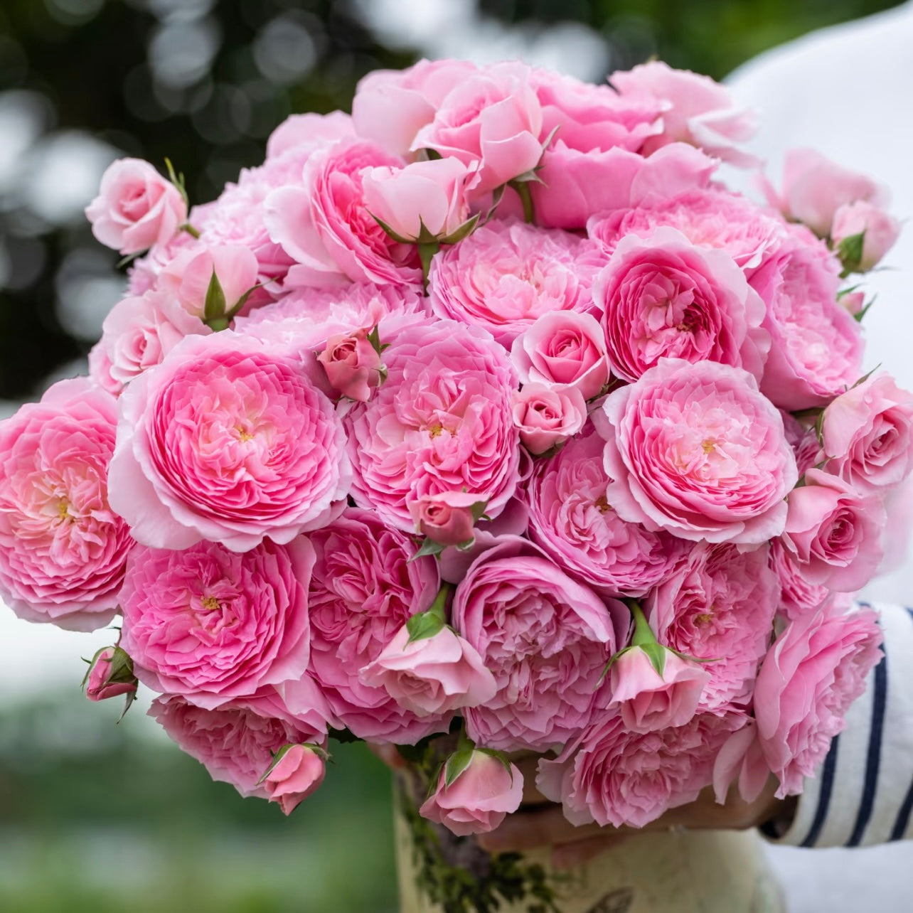 Zhi Shan Rose