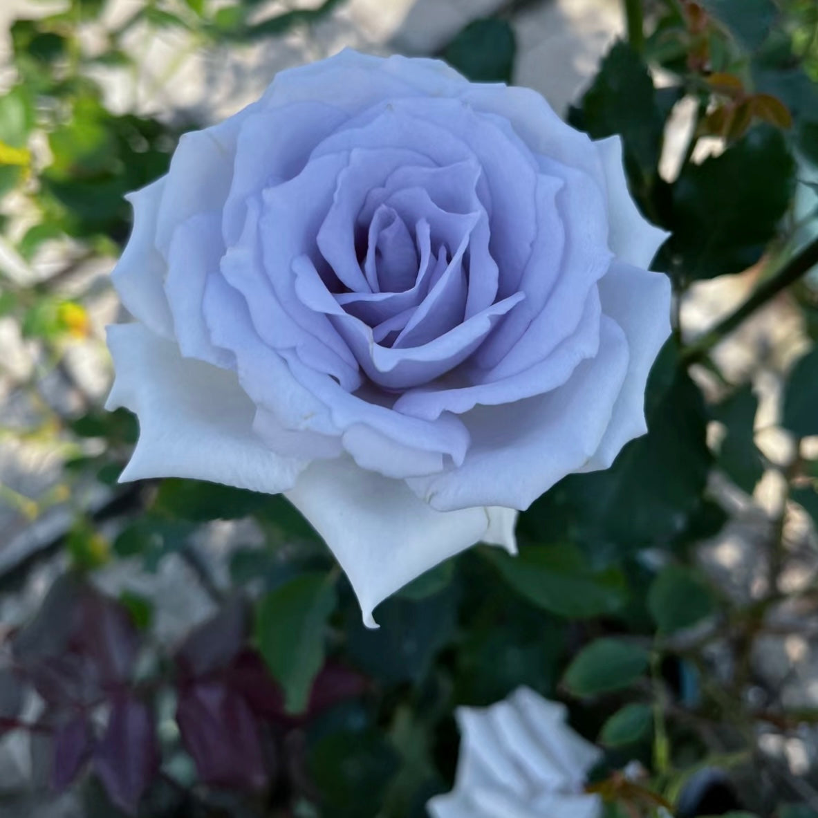 Grawn Blue Rose