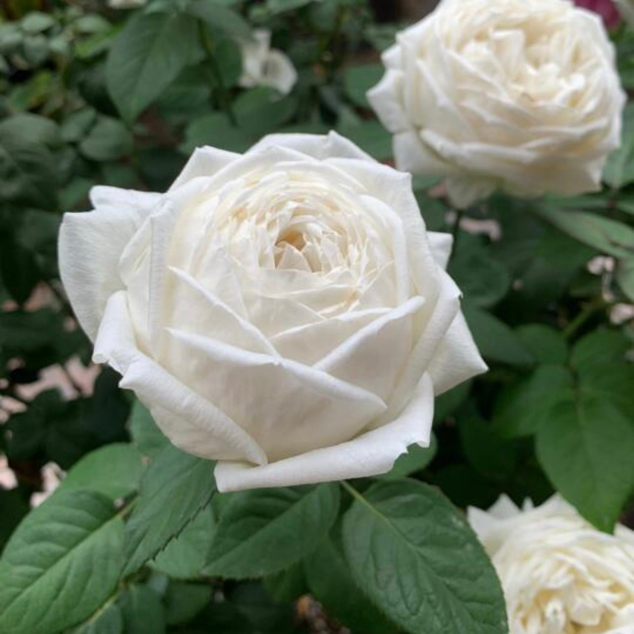 Wedding Road – Fragrant White Shrub Rose | Kate Roses