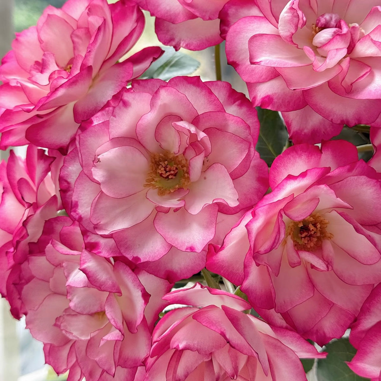 Hong Chun Rose