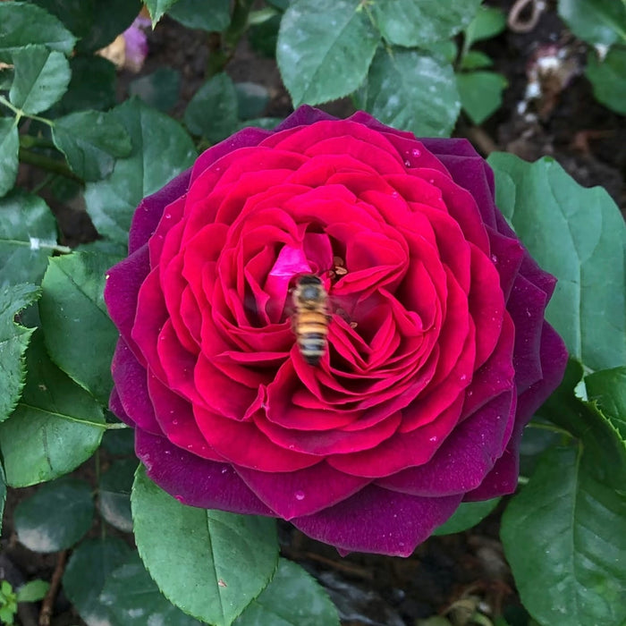 Black Caviar Rose - Strong Fragrance Deep Burgundy | Kate Roses