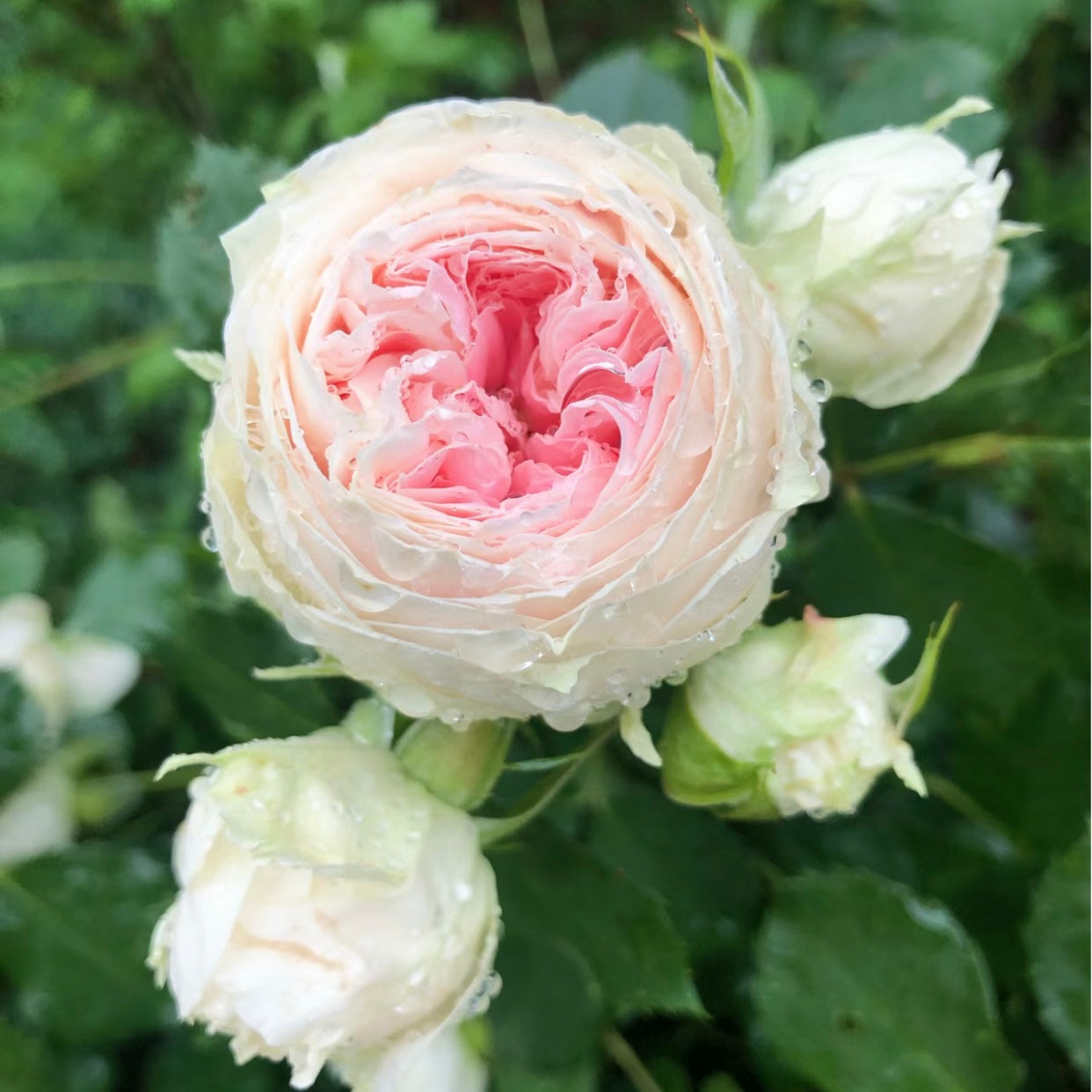 Pompon Veranda Rose - Kate Roses