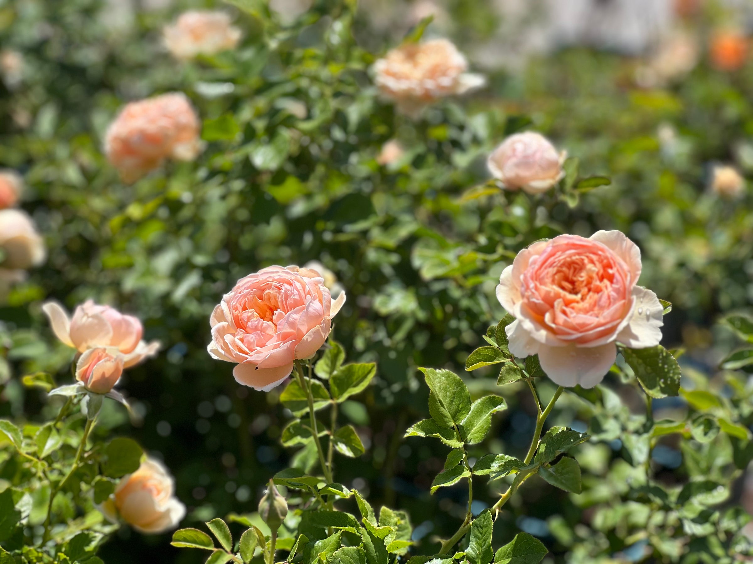 Kate Roses