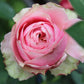 Godfather Rose