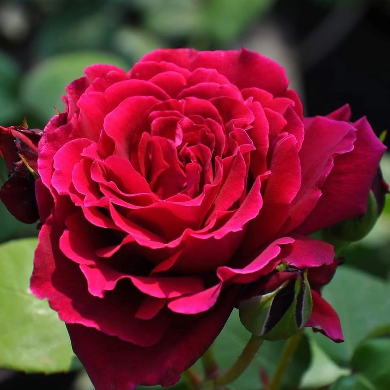 Colline Rouge Rose