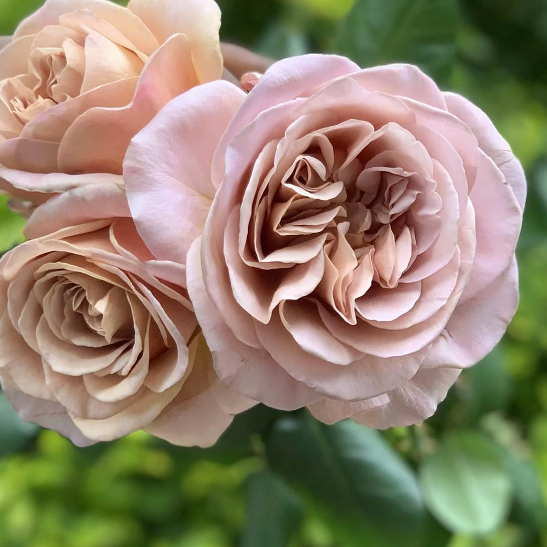 Caffe Latte Rose - Floribunda - Moderately Fragrant – Kate Roses